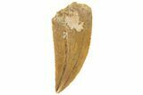 Serrated, Raptor Tooth - Real Dinosaur Tooth #251818-1